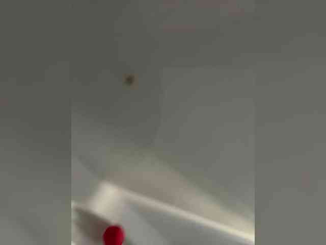 LittleDilara webcam