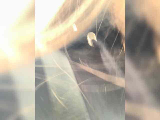 Alisia_Purr