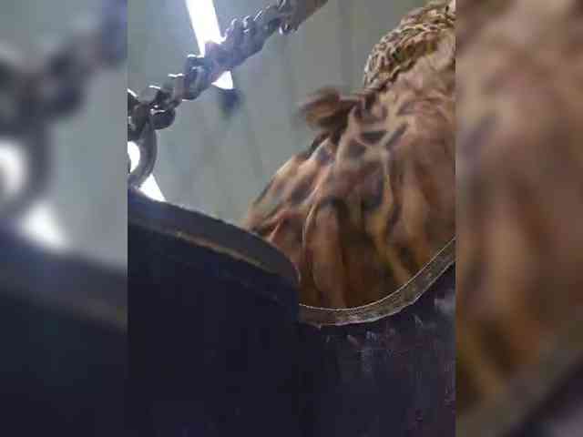 EditaMilf webcam