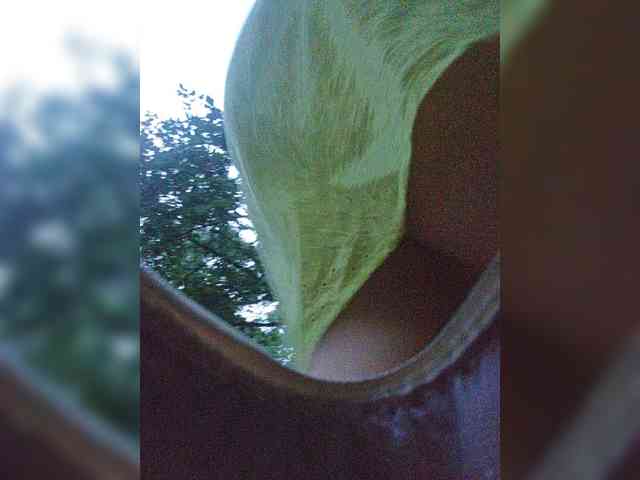 EditaMilf webcam