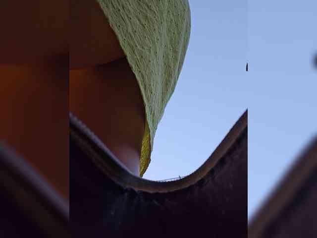 EditaMilf webcam