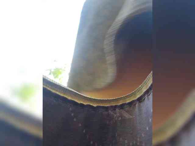 EditaMilf webcam
