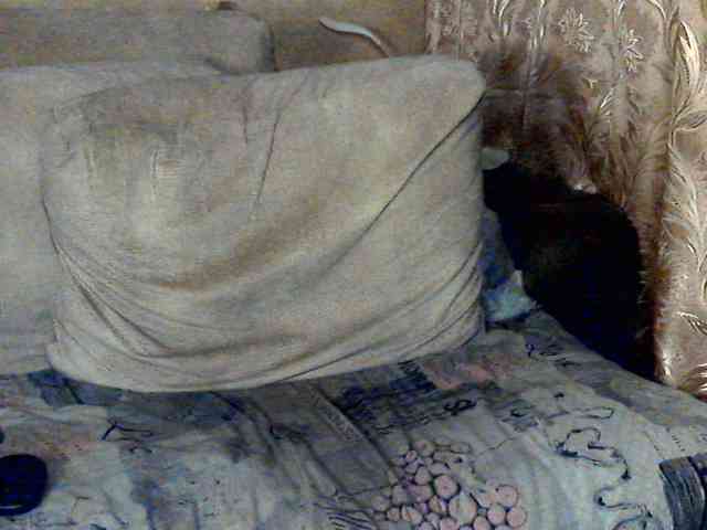 CuteGloria webcam