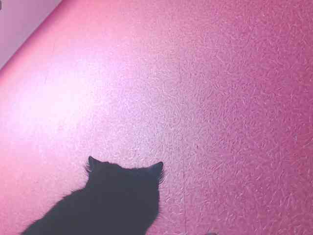 TorryJ webcam