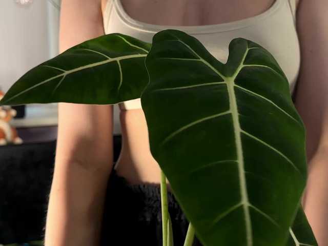 Preview of kira_li_lime