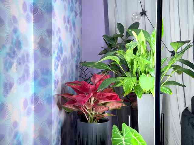 Kira_Li_Lime webcam