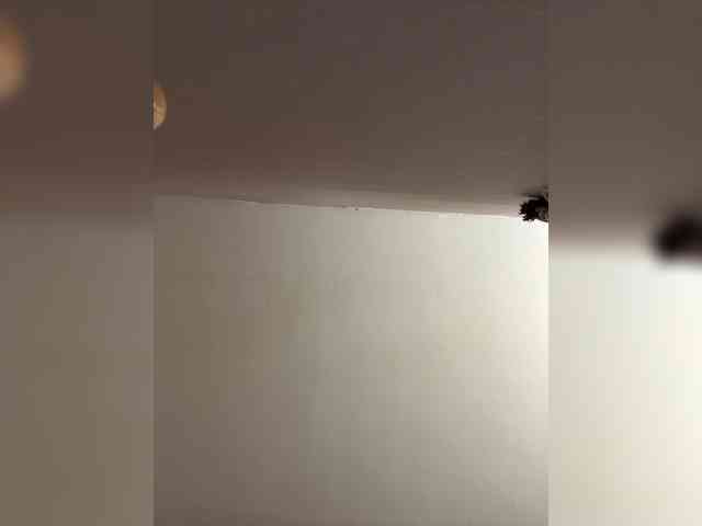 LollaDolly webcam