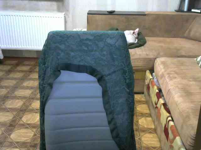 Dollye webcam