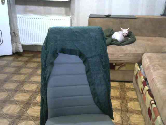Dollye webcam