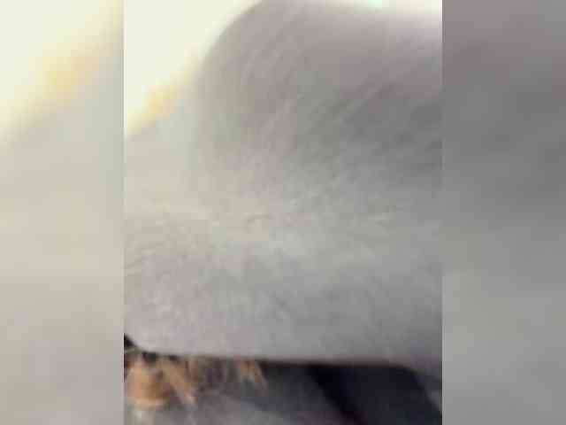 LiiBaby webcam