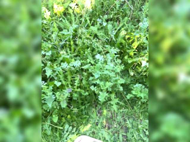 Live трансляция AHaHac_HaxpeH_B_yHuTa3 - slutnetki.online