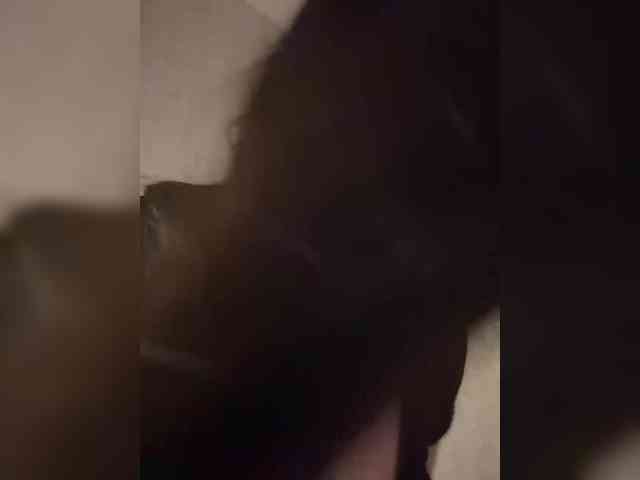 suchka-black-