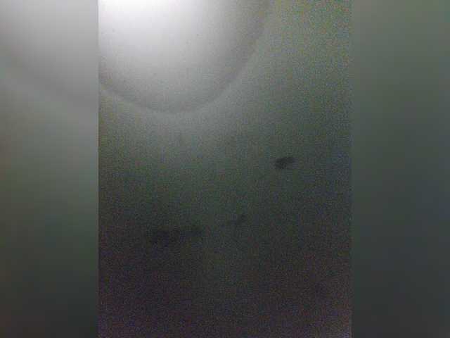 nimfastar77 live cam preview