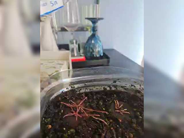 nimfastar77