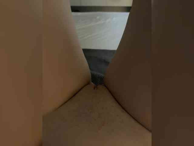 pupirkaaa
