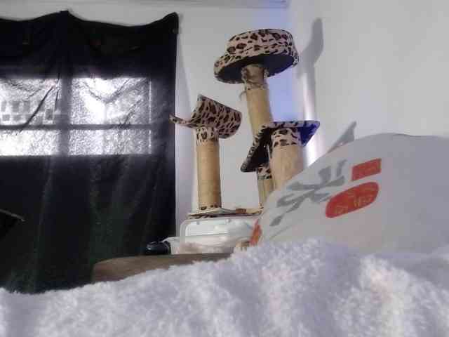Lizhot2305 webcam