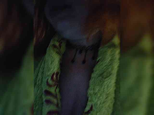 Dinochka38 webcam