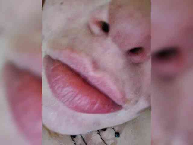 Dinochka38 webcam