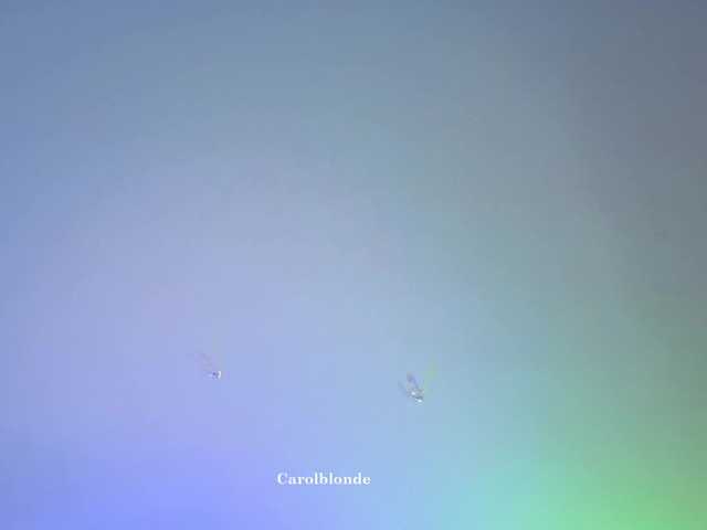 Charlotte-glasses live cam on BongaCams
