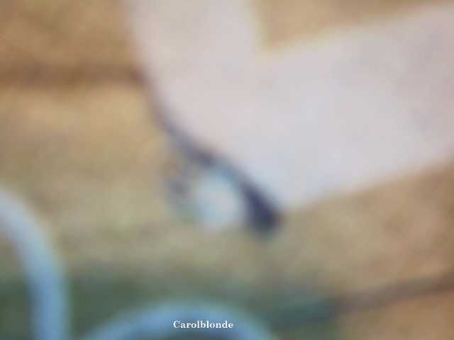 Preview of carolblonde