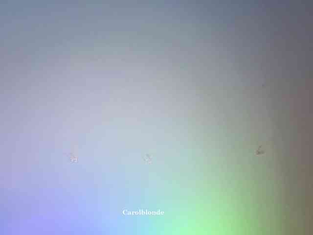 Carolblonde