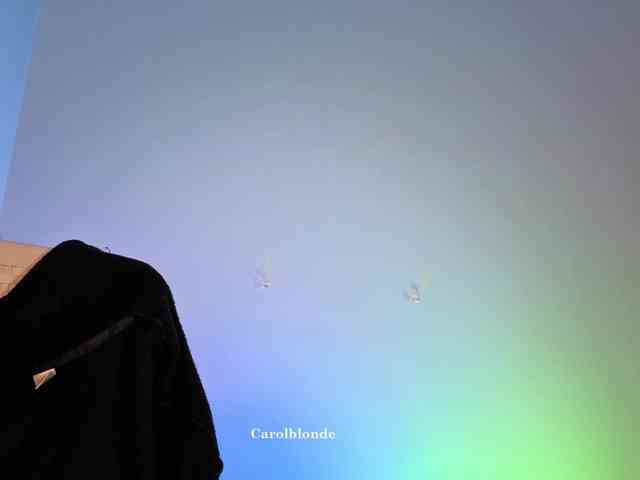 Carolblonde webcam