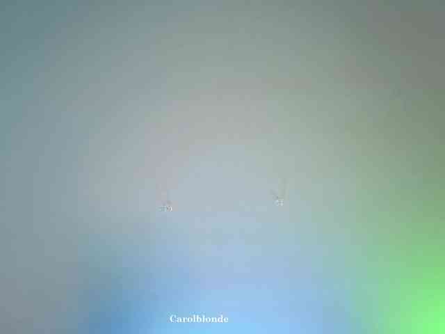 Carolblonde