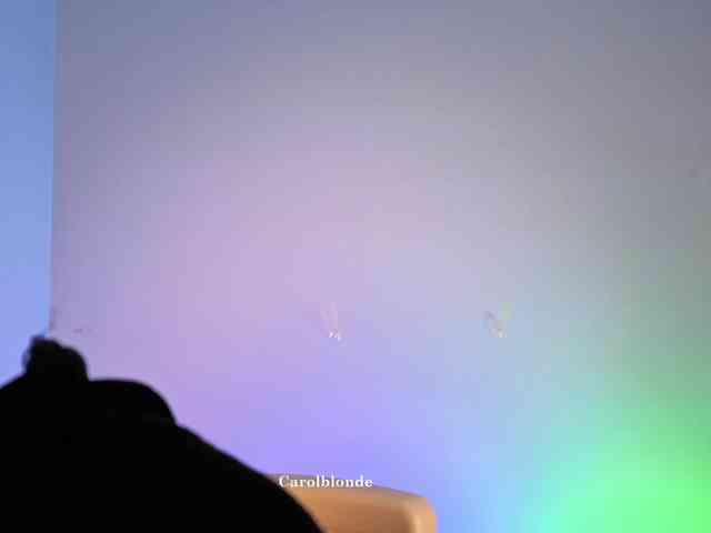 Carolblonde webcam