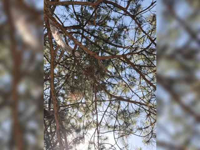 Modelo: AlinaLoves