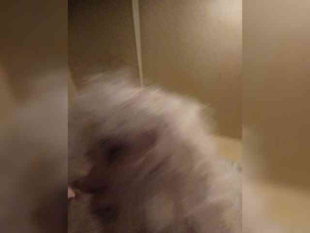 Chipitoli666 webcam