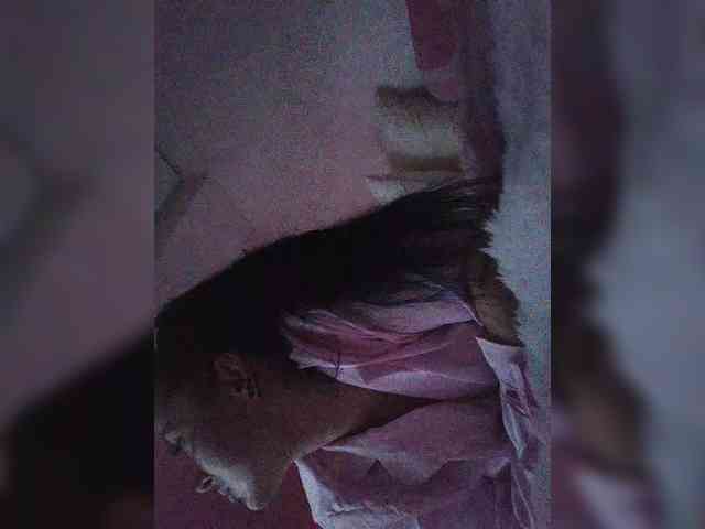 AmaReda webcam