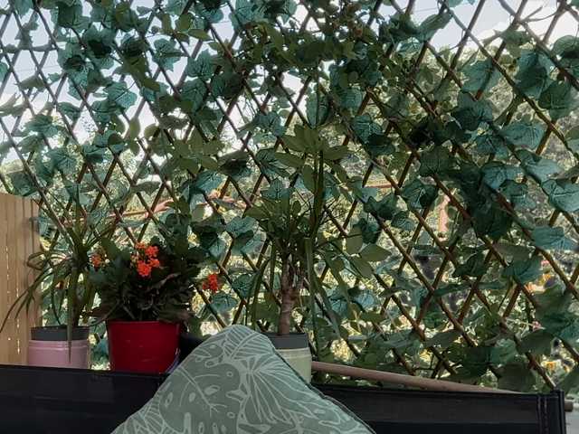 karo131324