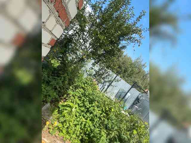 SSaibaliii webcam