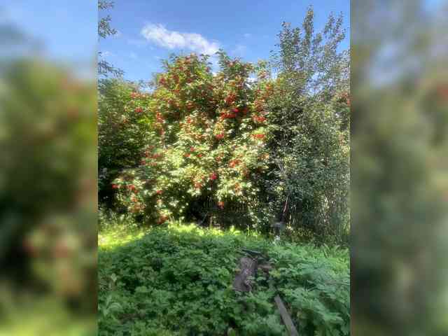 SSaibaliii webcam