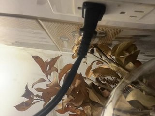 britt-grey Porn Show