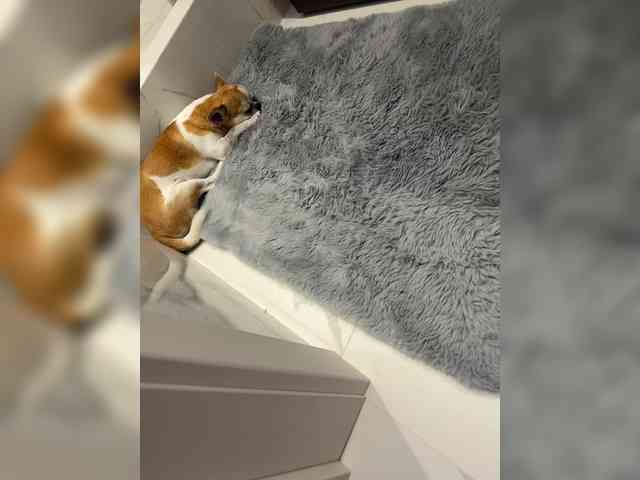 KateMid webcam