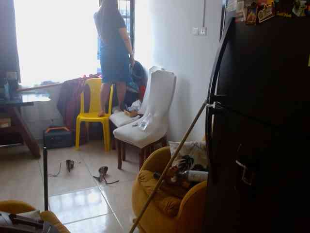 IXCHEL9153 webcam
