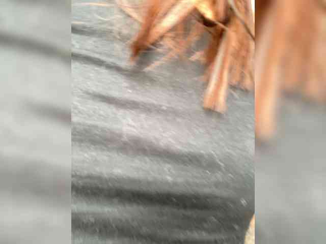 -STEYSHA-