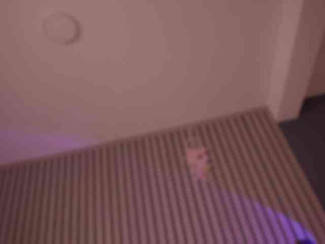 bella-adams webcam