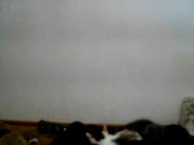 LUCKYMINT webcam