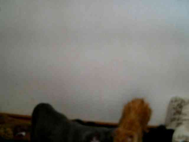 LUCKYMINT webcam