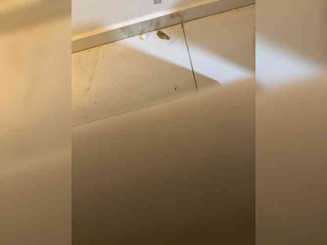 su_velvet webcam