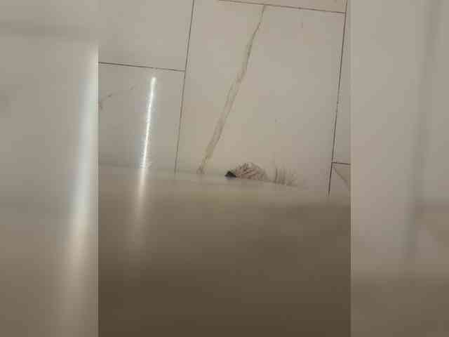 su_velvet webcam