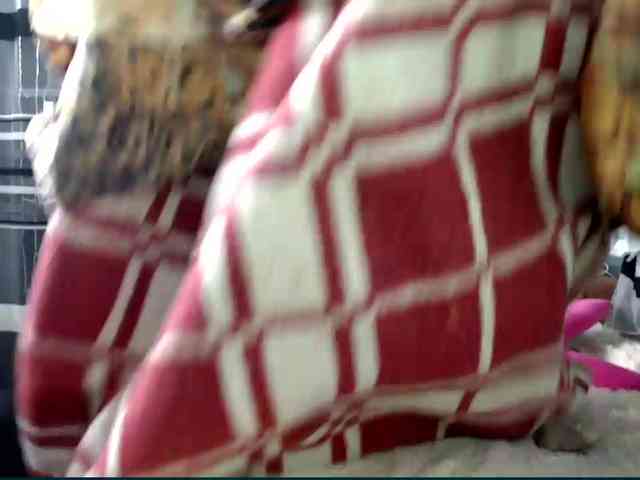 Lollifoxy webcam