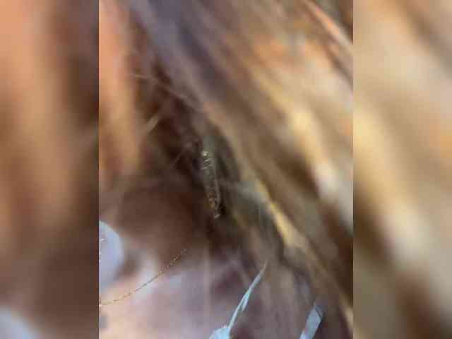 CuteLolly webcam