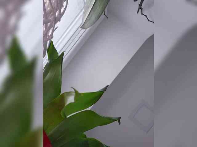 Sophie_Sonne