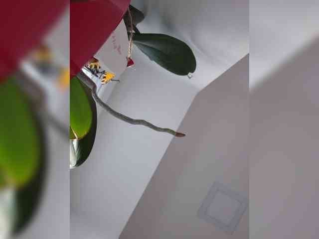 Sophie_Sonne