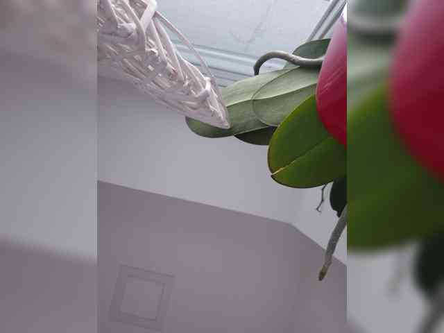 Sophie_Sonne webcam