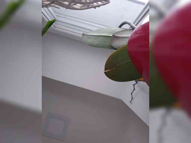 Sophie_Sonne webcam