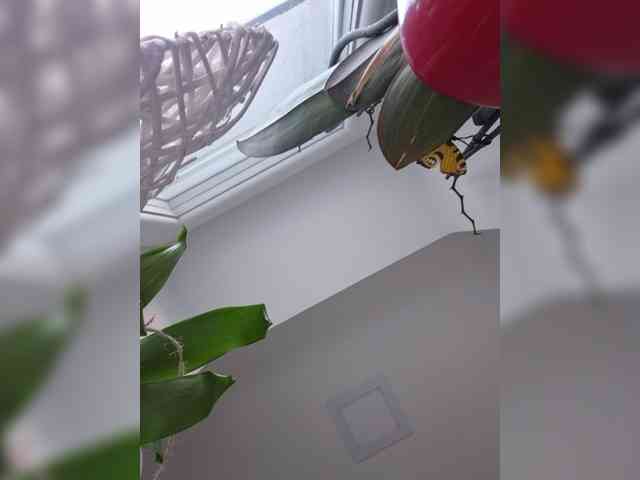 Sophie_Sonne webcam